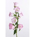 ΚΑΜΠΑΝΟΥΛΑ  ΡΟΖ  CAMPANULA  CHAMPIONS PINK